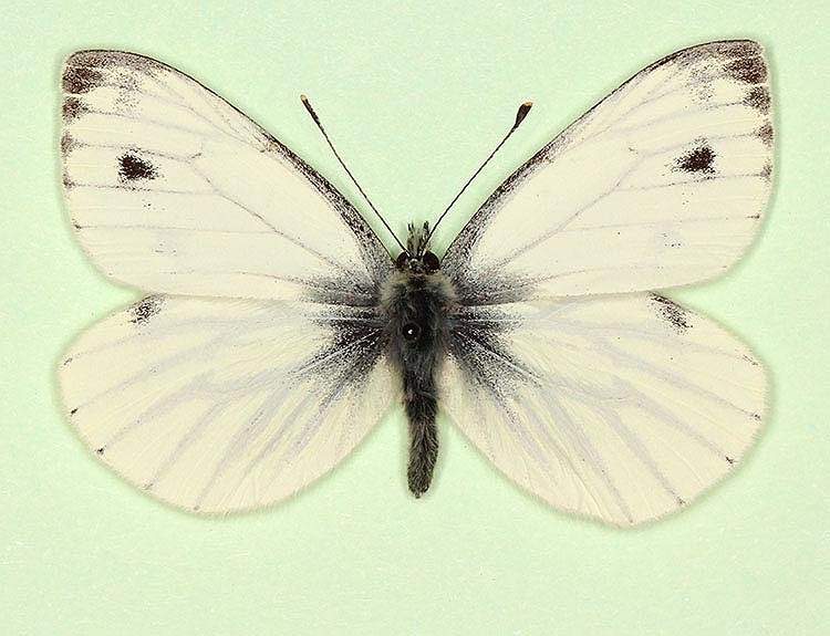 Pieris napi male (aberrant form longomaculata) (Internet Image property of respective owner, non-commercial use only)